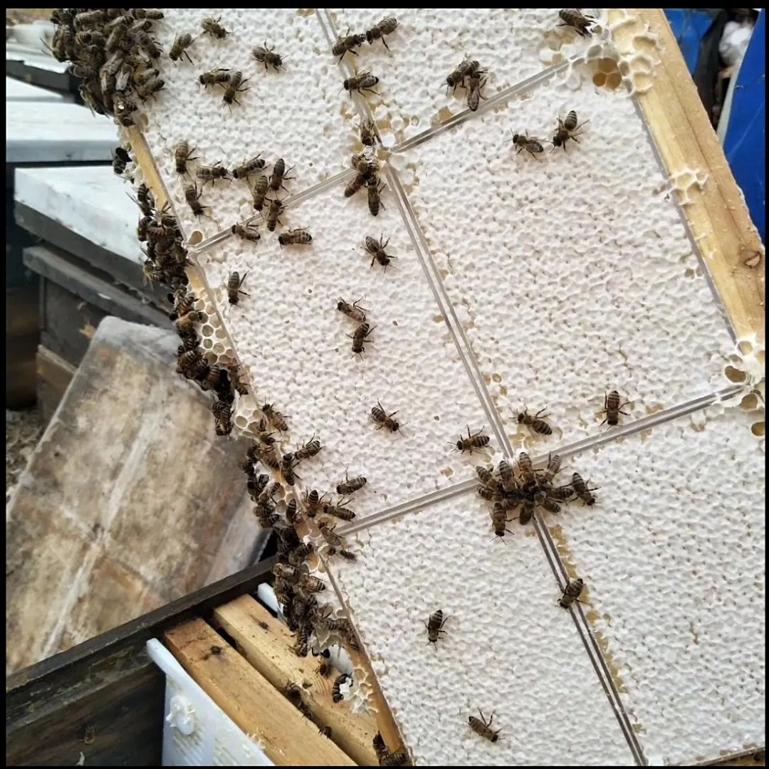 Natural Honeycomb Honey | ন্যাচারাল হানিকম্ব - Image 2